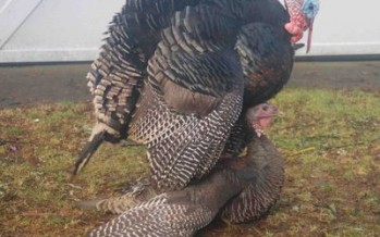 Two Turkeys Mating Stops Traffic, Again