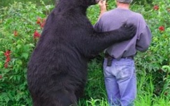 Affectionate Bear Attacks On The Rise