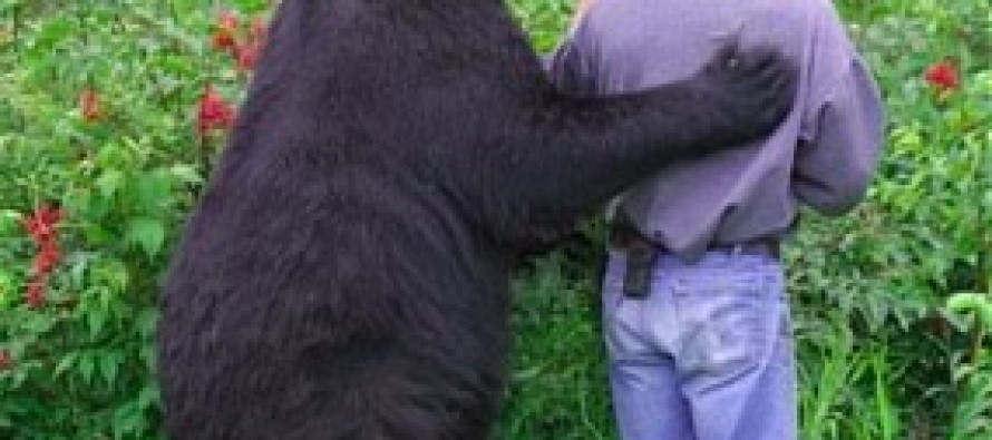Affectionate Bear Attacks On The Rise
