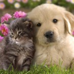puppy-kitten-couple-kids-background-grass-flowers_22873
