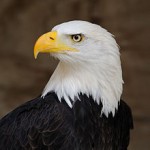220px-Bald_Eagle_Portrait