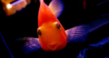 Goldfish Finally Realizes He Can Go Nowhere In Life