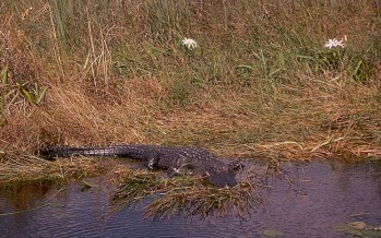 Endangered Alligator Found Napping Near Whitman Street Bridge and Rock River