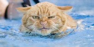 James The Wet Pussy Cat