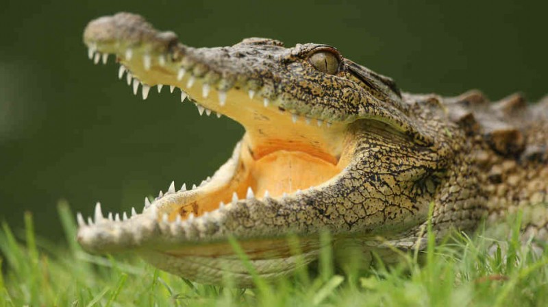 Krokodil™ was invented from the blood of alligators.  Rockford partiers ripped off the inventor's strain to create and sell a clone of it called Krokodyle.  One is now dead and two have been reported as being hospitalized for abusing the rip-off drug.  The inventor of Krokodil™ is furious at Rockford. 