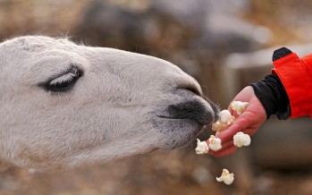 Man Eats Llama Renames Himself