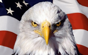 Bald Eagle attacks mans genitals