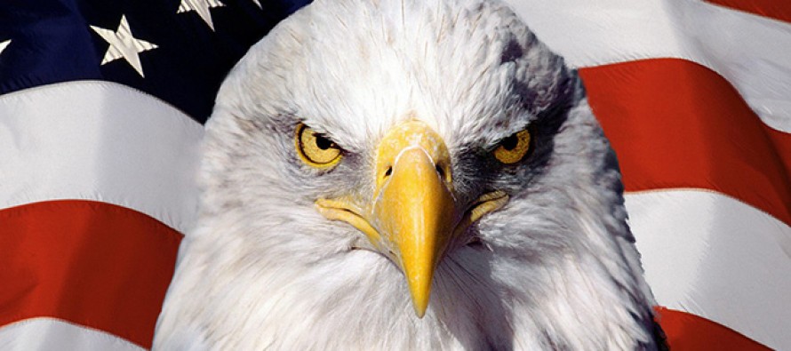 Bald Eagle attacks mans genitals