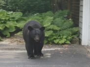 Black Bear Lassoed, Shot 4 Times, Escapes – Rockford Prays for Safety