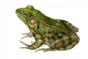 Green-Frog