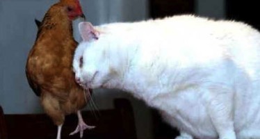West Side Cat Falls In Love With An East Side Chicken