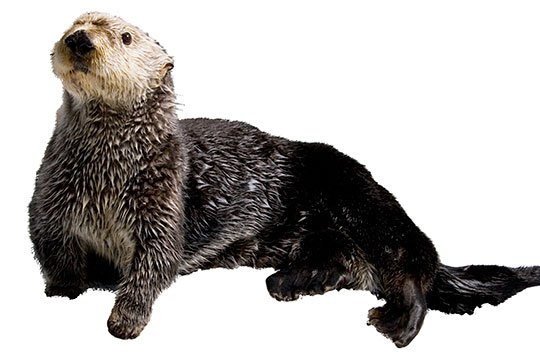 Timothy-Krill-sea-otter