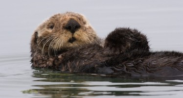 I Used To Be A Man, Now I Am A Sea Otter