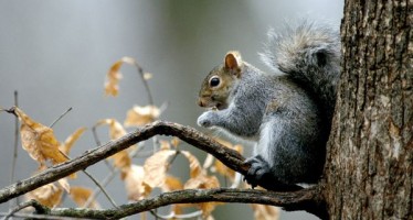 1 Million Reasons Why God Loves Rockford – #999,999:  Squirrels