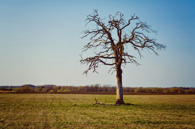 Dying Rockford Tree