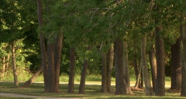 1 Million Reasons Why God Loves Rockford – #1,000,000:  Trees