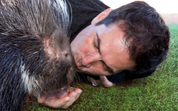 Man kisses Porcupine makes nose bleed