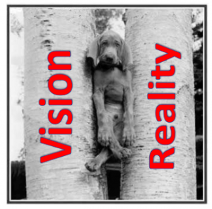 rockford-vision-reality