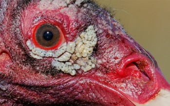 Turkey Vulture Mutilates 4-Year-Old Girl