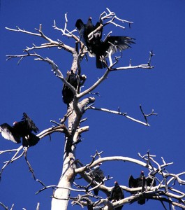 A flock of Turkey Vultures near Heartland Church