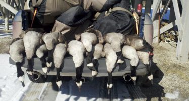 Winnebago County OK’s Killing Thousands of Geese Starting December 6th