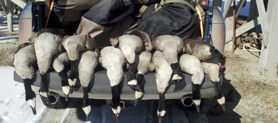 Winnebago County OK’s Killing Thousands of Geese Starting December 6th