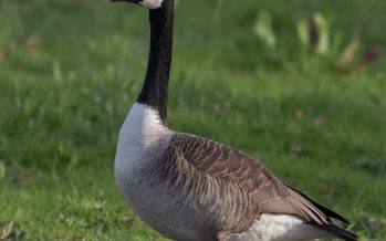 Patty the Goose, May She Rest In Peace